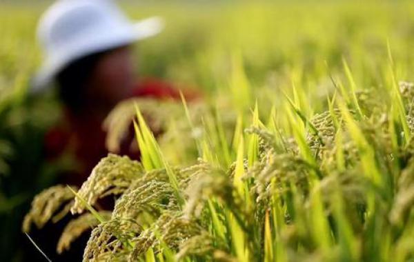 水稻种植技术之遵义壮秧剂的应用