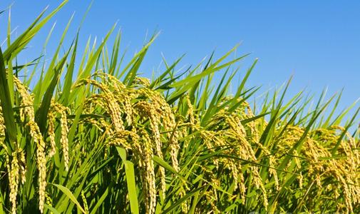 如何选择壮秧剂？水稻中山壮秧剂的使用方法
